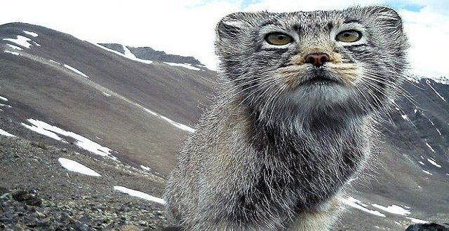World’s Fluffiest and Most Secretive Cat Caught a Whisker Away from Photo Trap in Siberia