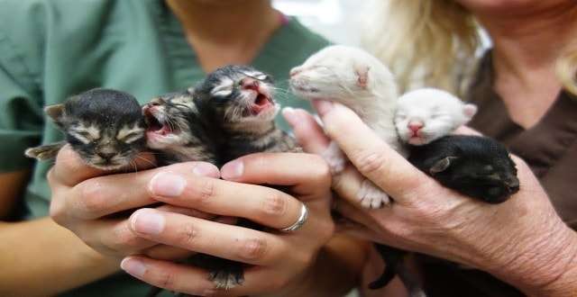 6 Kittens Saved After Being Left In A Dumpster!