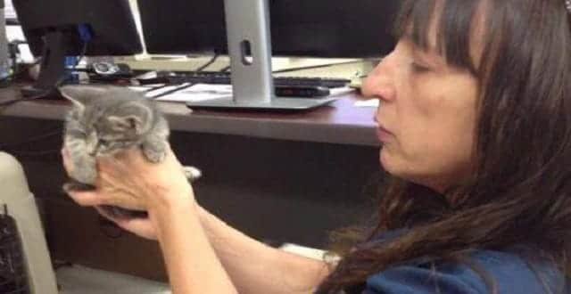 Feral Kitten Begins Path to Adoption in Texas