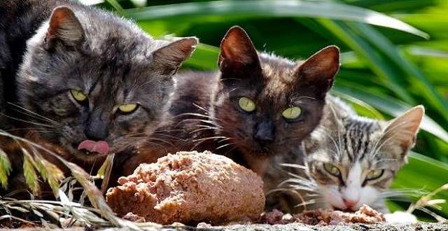 New Zealand Plans to Kill Every Rat, Feral Cat, and Possum!