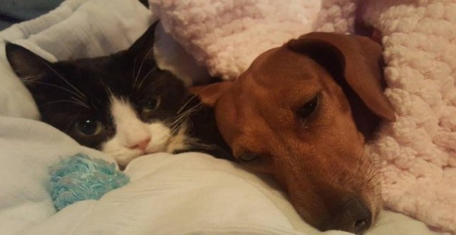 Ruth the Cat Dies; Her Protector, Idgie the Dachshund, Mourns!