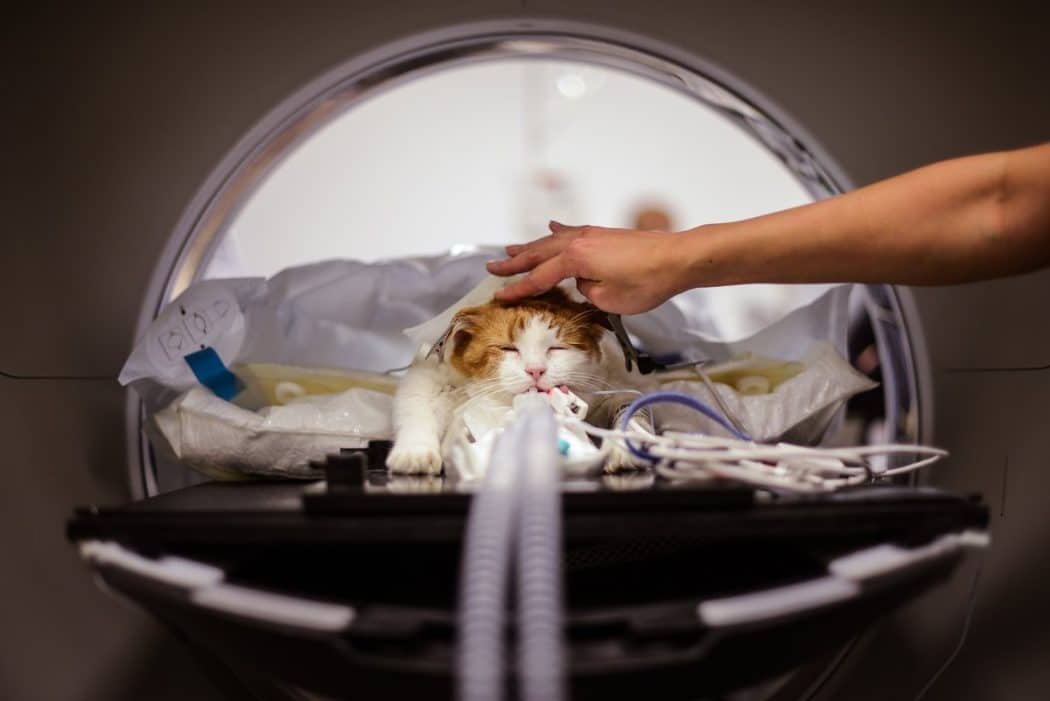 How Vets at the Most Advanced Animal Hospital in NYC Prep a Cat for a CAT Scan!