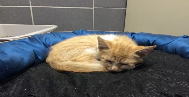 Shy Kitten Seeks New Home After Being Rescued by Police in Michigan!