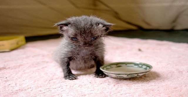 She Found This Tiny Kitten Out In The Pouring Rain, And What She Did Is Absolutely Incredible.