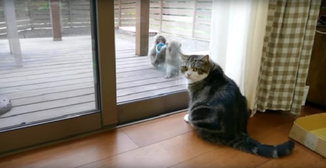 Maru the Cat Calmly Examines Monkeys As They Say Hello Then Steal a Sandal! – VIDEO!