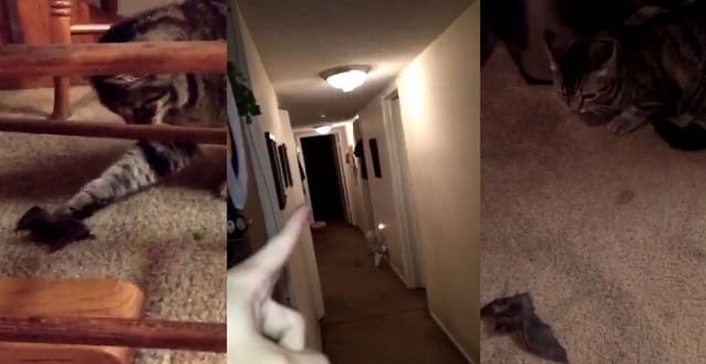 Cat Brings Home Live Bat, Absolute Chaos Ensues! – VIDEO!