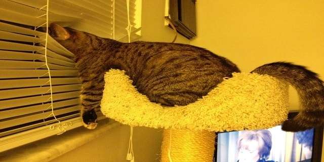 Has Your Cat Taken Over Your Home? 11 Signs That They Have!