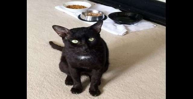 Stray Black Cat from Jamaica Becomes Canadian Citizen!