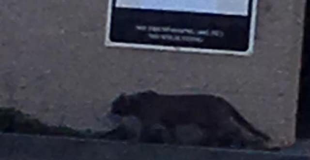 ‘Mountain Lion’ Spotted in California Was Actually Just a House Cat!
