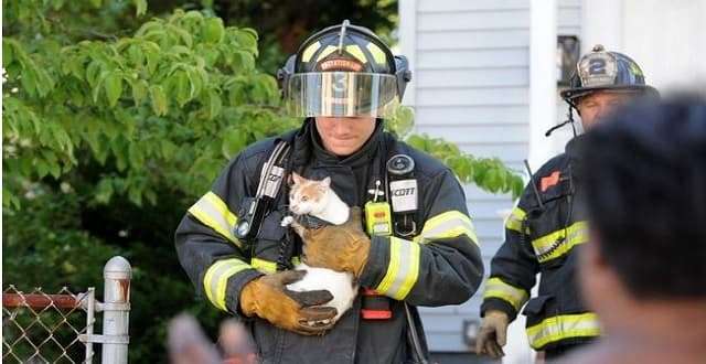 Woman Rescues Three Kittens From Massachusetts Fire. But What About the Mama Cat?