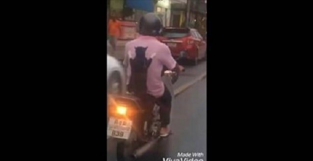 Cat Catches a Ride With Owner for Quite the Scooter Adventure! – VIDEO!
