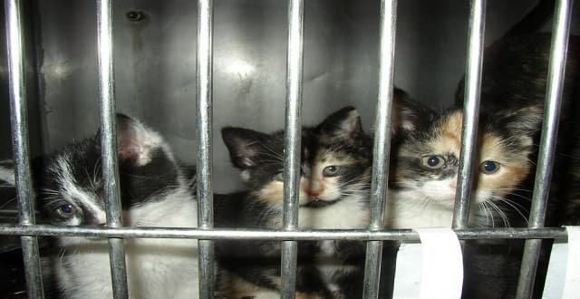 Kitten and Puppies in Pet Stores Being Drugged To Stop Them From Crying Out for Their Mothers!