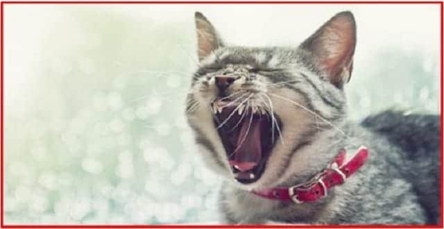 10 Reasons Why Your Cat is Meowing!