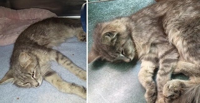 Mother Cat, Kittens Found Tied Together in Sick Case of Abandonment