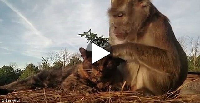Heartwarming Clip Shows Macaque Massaging Cat, Removing Ticks from Her Fur – Before Eating Them!