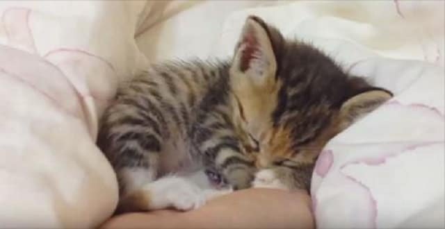 These TINY Kittens Will Melt The Coldest Of Hearts!