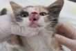 Agonizing Moment Massive Bug is Removed From Kitten’s Nose! - VIDEO!