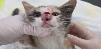 Agonizing Moment Massive Bug is Removed From Kitten’s Nose! - VIDEO!