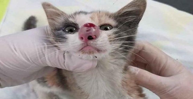 Agonizing Moment Massive Bug is Removed From Kitten’s Nose! – VIDEO!
