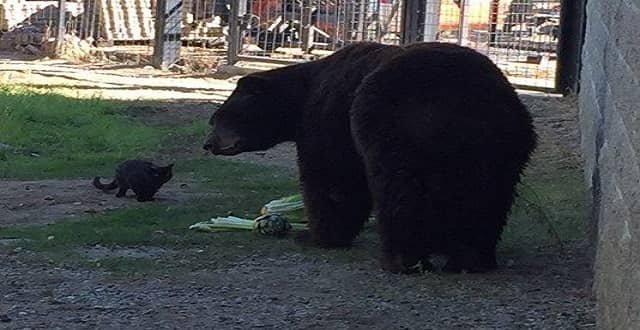 Cat and Bear Form fFiendship at Folsom City Zoo Sanctuary! – VIDEO!