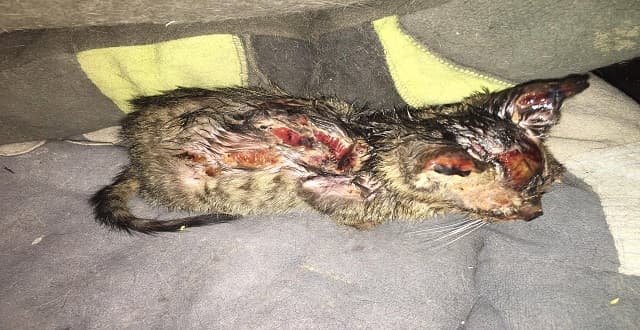 Kitten Who Was Attacked With Acid and Left to Die Gets Rescued Thanks to a Kind Stranger!