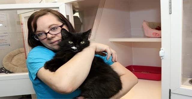 Lucky Cat Was Lost for Nine Weeks After Hitching a Ride on a Delivery Van!