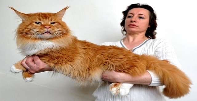 Tiny Tigers: 8 Ridiculously Large Cat Breeds