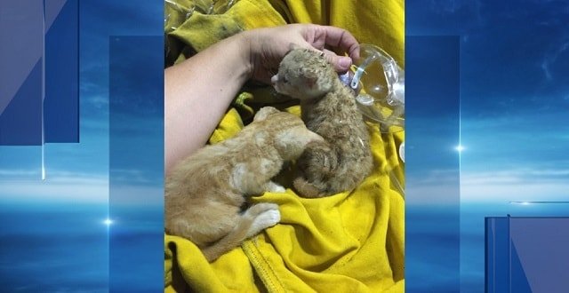 Two Kittens Saved from Structure Fire in California City
