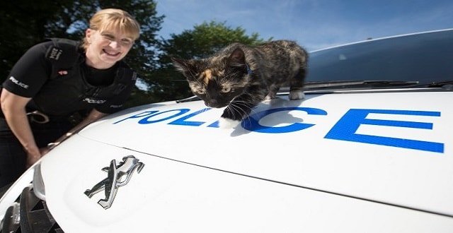 Missing Derbyshire Kitten “Stowed Away” in Police Van!