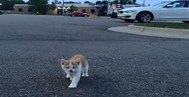 Stray Kitten Interrupts A Live News Cast And Instantly Becomes A Sensation!!