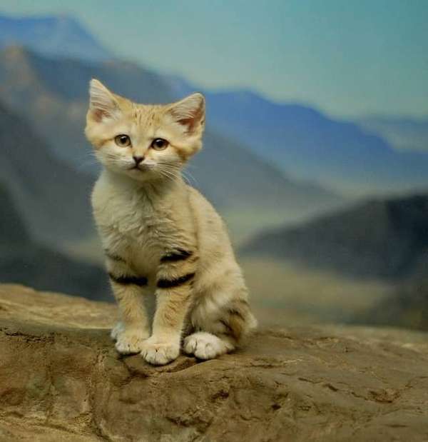 Cute Sand Cat Spotted for the First Time in a Decade in the United Arab ...