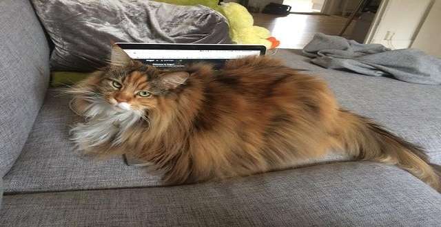 You Won’t Believe How Fluffy This Maine Coon Cat Is!