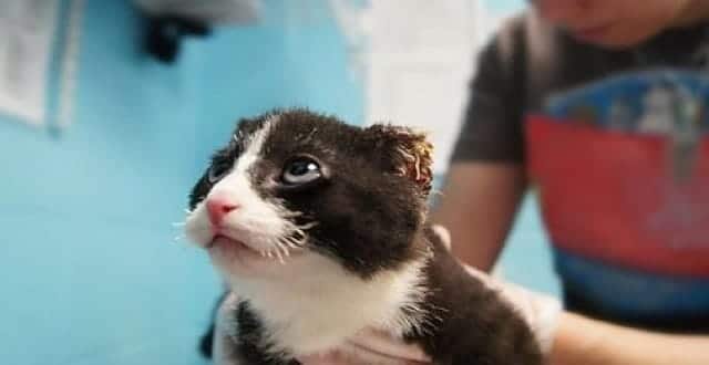 One-month-old Kitten Found With Ears Burnt Off in Maryland!