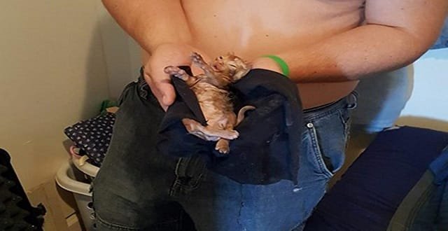 Kitten Flushed Down Toilet by Toddler Saved by Firefighters and Plumbers!