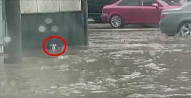 Driving Through Floodwaters, A Man Spots This and Jumps Into Action! – VIDEO!