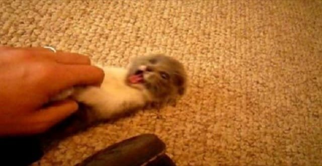 VIDEO: Watch The Cutest Scottish Fold Munchkin. This Will Melt Your Heart!