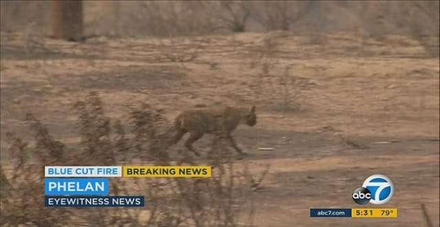 Cat Survives Blue Cut Fire in California!