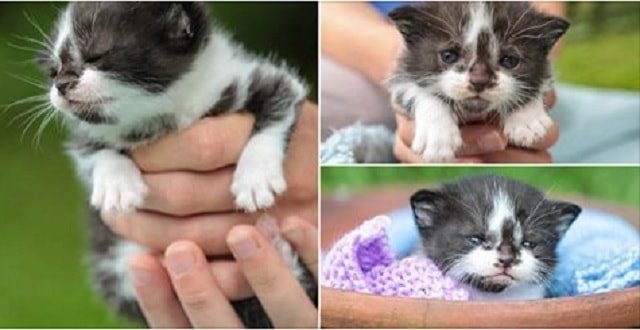 Kitten With Abnormally Large Front Paws is Looking for a New Home After Being Rescued