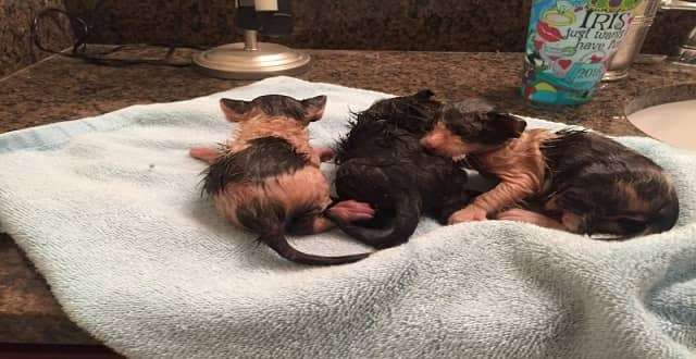 Kind Person Rescues Lost Kittens in Louisiana Floods and Changes Their Lives Forever!