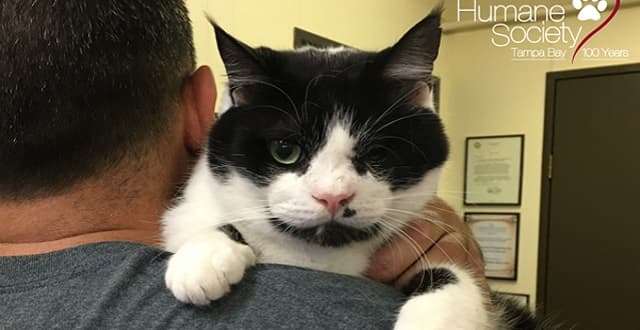 Bart the ‘Zombie Cat’ To Be Officially Adopted TODAY – Nearly 2 Years Later!