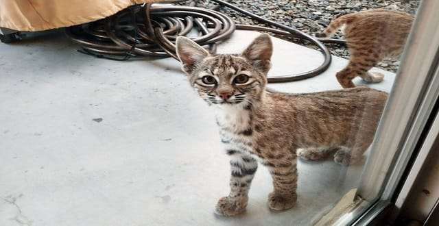 Family Wakes Up To A Family Of Bobcats!