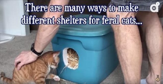 Keeping Your Feral Friends Warm This Winter!