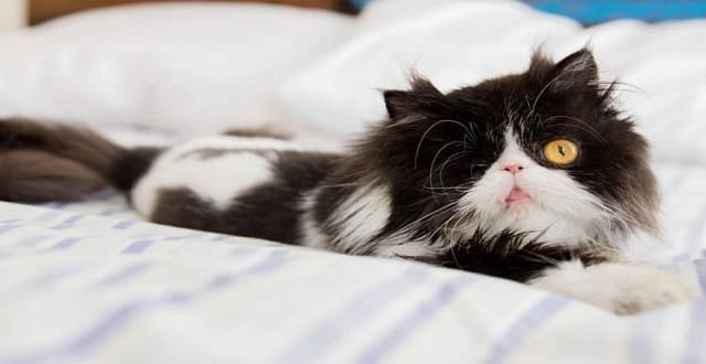 Prepare To Fall in Love with Spaghettio the One-eyed Cat!