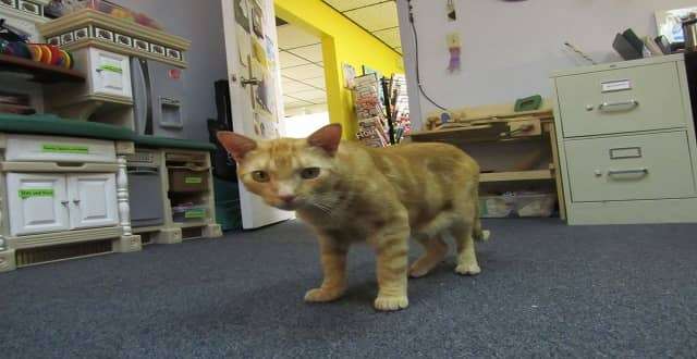 Therapy Cat at Advocacy Center Comforts Kids!