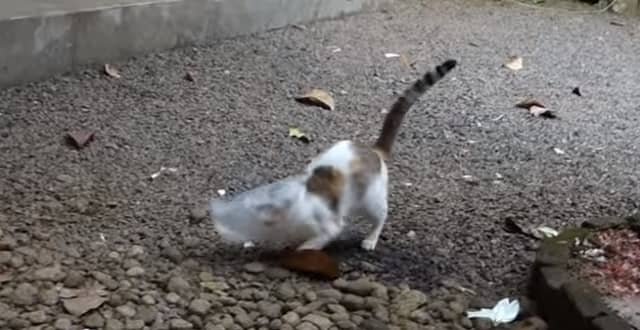 Video Shows Dog Saving Cat from Plastic Bag!