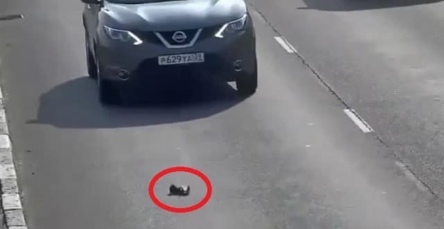 Hero Cat Lover Stops Busy Highway Traffic to Rescue Kitten Who Was Almost Hit A Dozen Times!