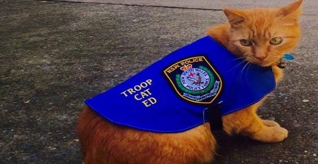 Troop Cat Ed Right at Home with the Sydney Mounted Police!