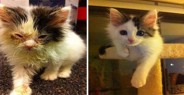 Here Are 12 Cats, Before and After Rescue Shots! You Won’t Believe The Difference!