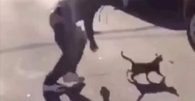 Twisted Thug Filmed Himself Kicking Cat in England Street!