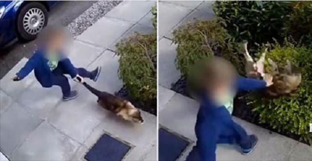 Horrifying Moment Boy Kicks and Punches Cat Before Brave Feline Gets Ultimate Revenge!
